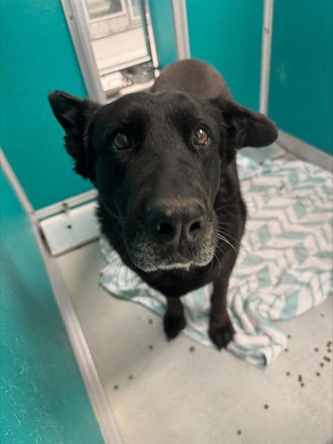 ZENA - German Shepherd Dog available for adoption