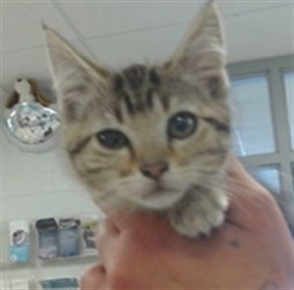 A474010 - Domestic Short Hair available for adoption