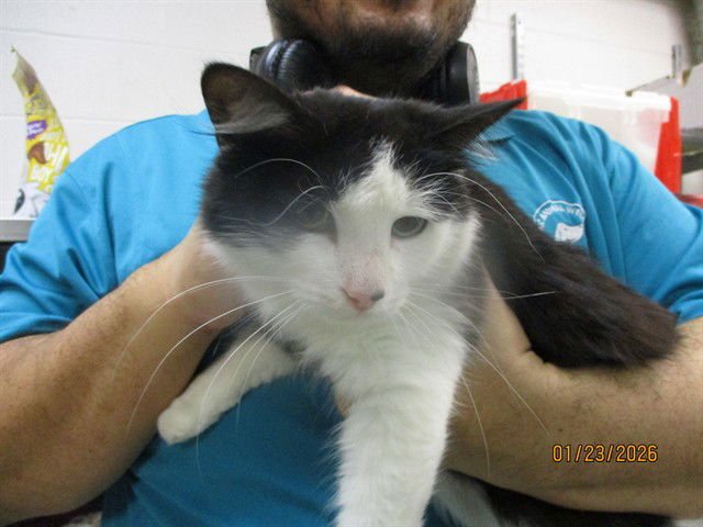 A468838 - Domestic Short Hair available for adoption