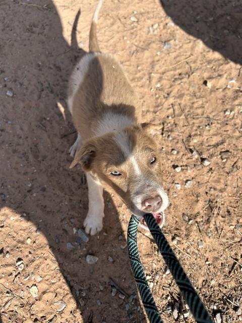 A469311 - Pit Bull Terrier available for adoption
