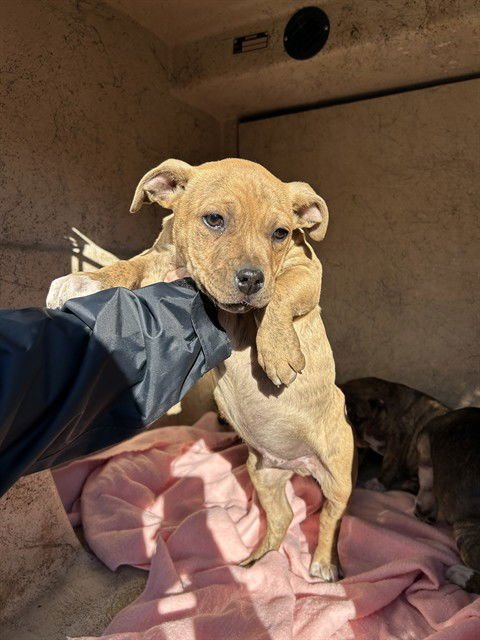 A467262 - Pit Bull Terrier available for adoption