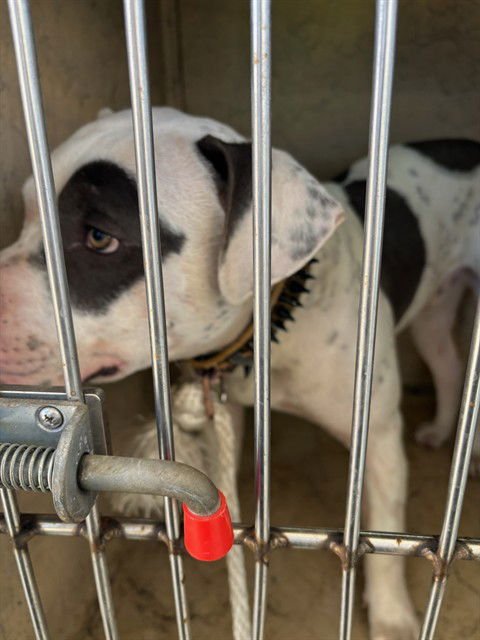 SPOTTY - American Bulldog available for adoption