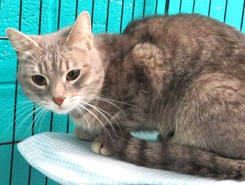 SQUIKY - Domestic Short Hair available for adoption