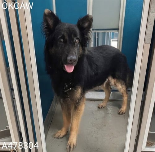 A478304 - German Shepherd Dog available for adoption