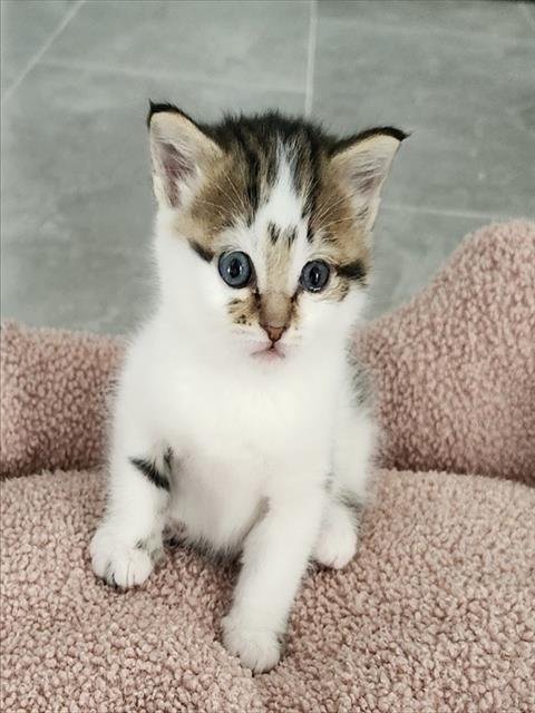 MINNIE - Domestic Short Hair available for adoption