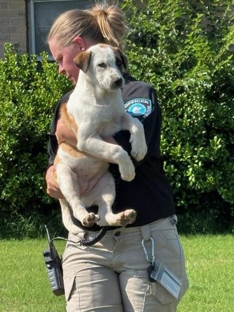 HEIDI - Australian Shepherd available for adoption