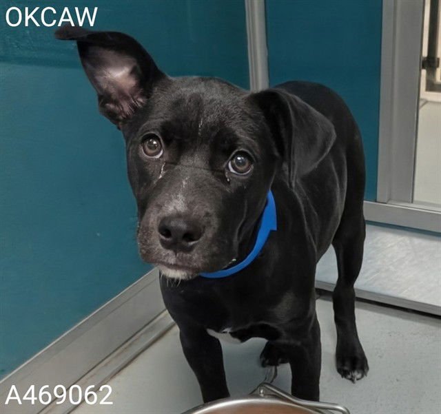 A469062 - American Pit Bull Terrier available for adoption