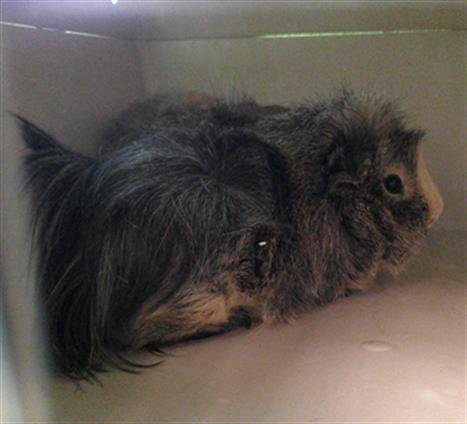 PENELOPE - Guinea Pig available for adoption