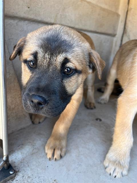A468580 - Terrier available for adoption