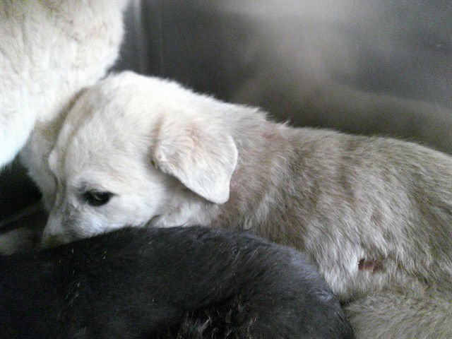 A469426 - Terrier available for adoption