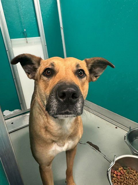 STAR - German Shepherd Dog available for adoption