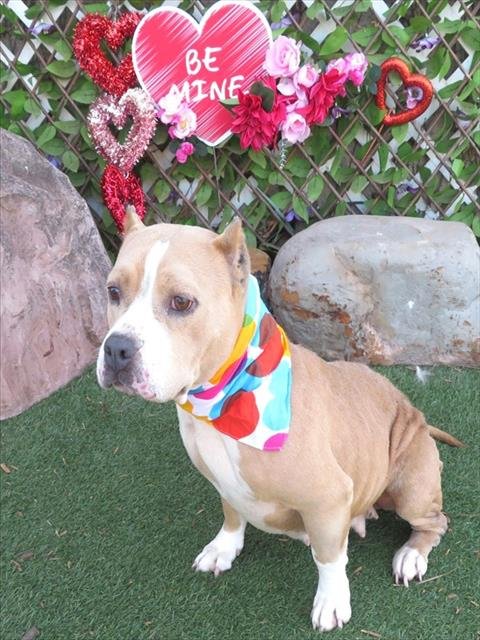 BELLA - American Bulldog available for adoption