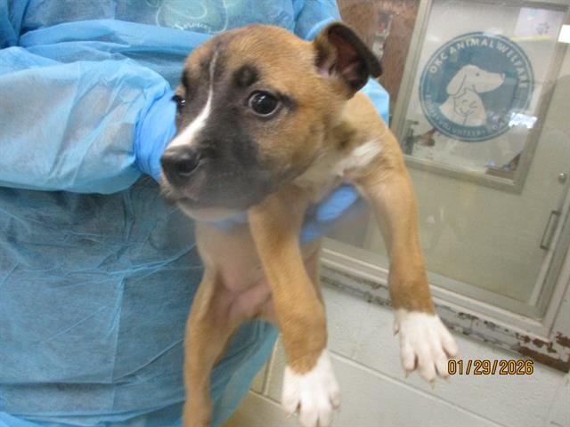 A469018 - Pit Bull Terrier available for adoption