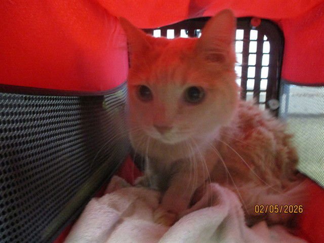 GUS - Domestic Long Hair available for adoption