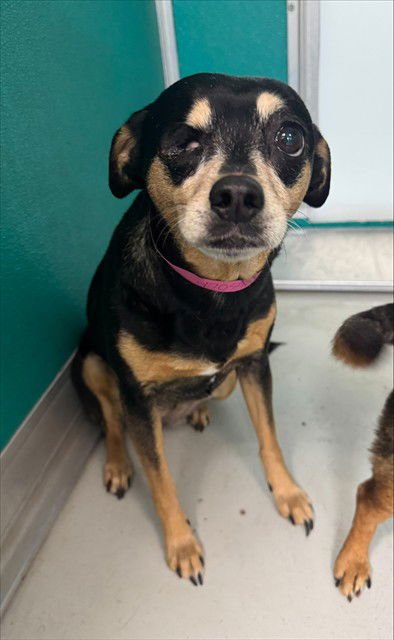 LUCY - Chihuahua available for adoption