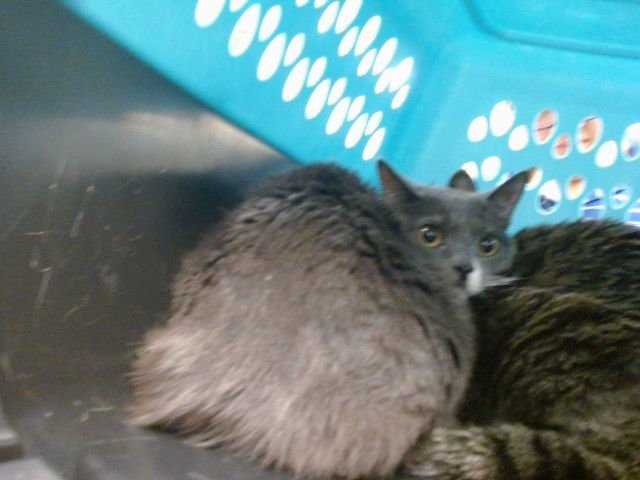 MINNIE - Domestic Short Hair available for adoption