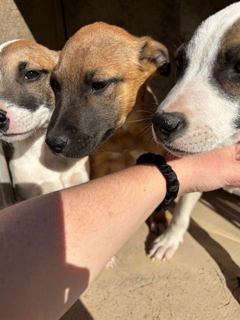 A468110 - Pit Bull Terrier available for adoption