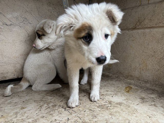A468479 - Anatolian Shepherd available for adoption