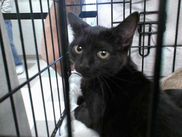 JACK - Domestic Short Hair available for adoption