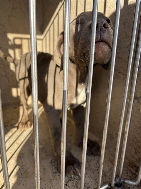 A468795 - Pit Bull Terrier available for adoption