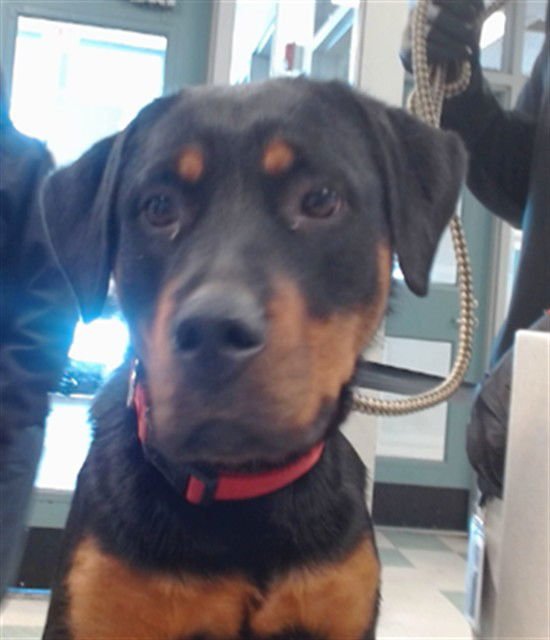 MELLO - Rottweiler available for adoption