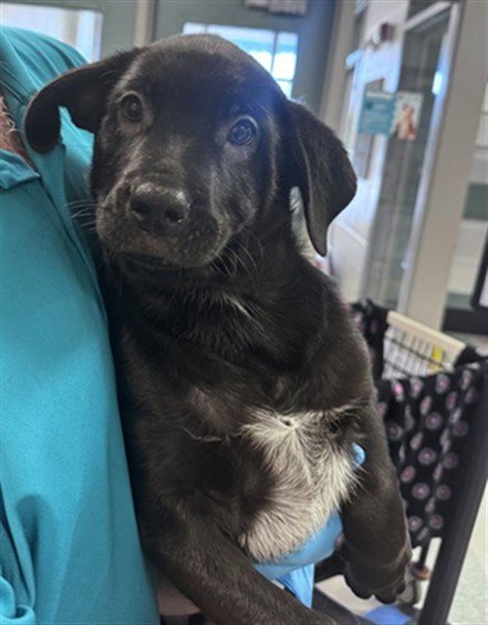 STONEY - Rottweiler available for adoption