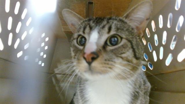 A469007 - Domestic Short Hair available for adoption