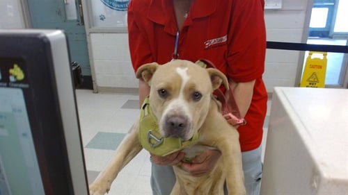 SUGAR - American Bulldog available for adoption