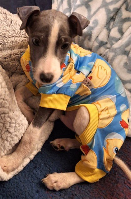 SCOOTER - Whippet available for adoption