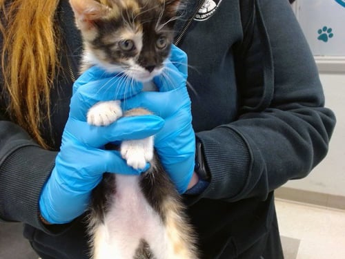 A474150 - Domestic Short Hair available for adoption