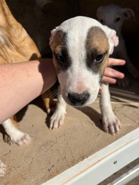 A468109 - Pit Bull Terrier available for adoption