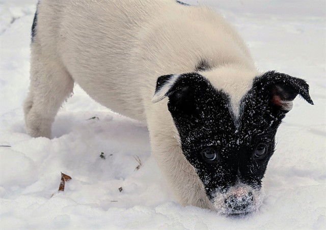 PENELOPE - Australian Cattle Dog/Blue Heeler available for adoption