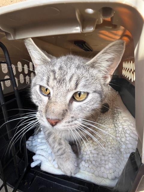 A469954 - Domestic Short Hair available for adoption