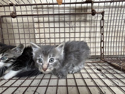 TINA - Domestic Long Hair for adoption in Oklahoma City