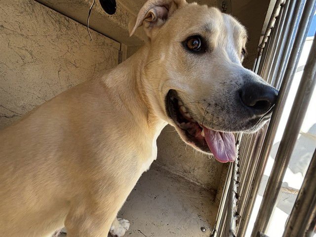 A469919 - Hound available for adoption