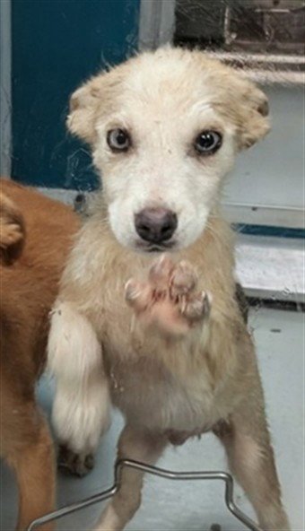 A478115 - Siberian Husky available for adoption