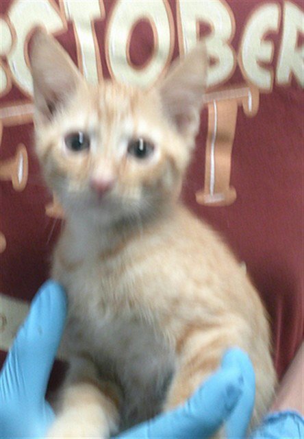 COMET - Domestic Short Hair available for adoption
