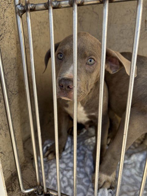 A468792 - Pit Bull Terrier available for adoption