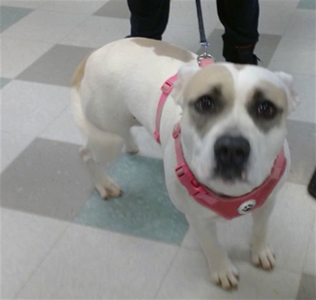 STELLAH - Pit Bull Terrier available for adoption