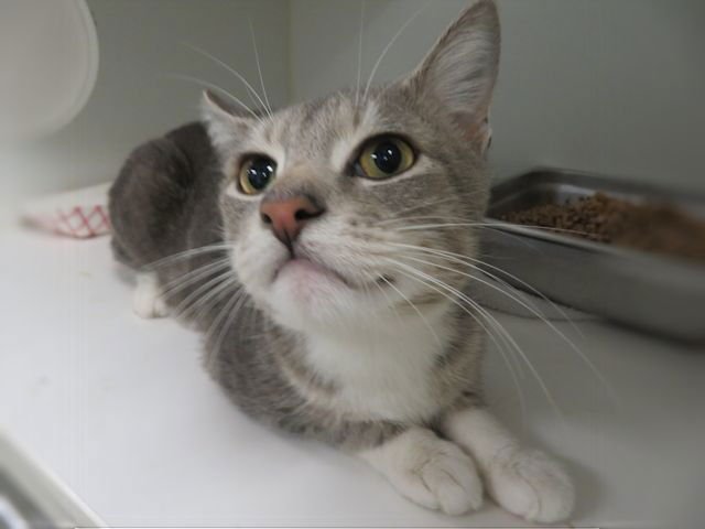 A468355 - Domestic Short Hair available for adoption