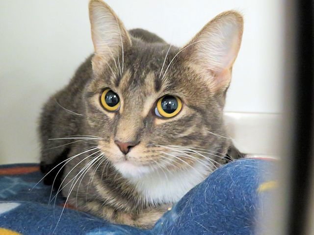 MAXINE - Domestic Short Hair available for adoption