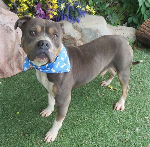 MELVIN - American Pit Bull Terrier available for adoption