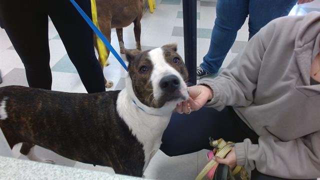 SANDY - Pit Bull Terrier available for adoption