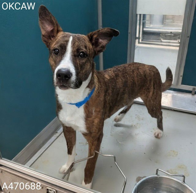 MOO - Pit Bull Terrier available for adoption