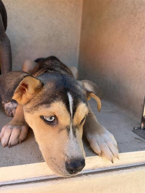 A466774 - Siberian Husky available for adoption