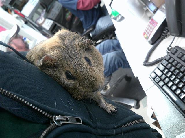 A469668 - Guinea Pig available for adoption