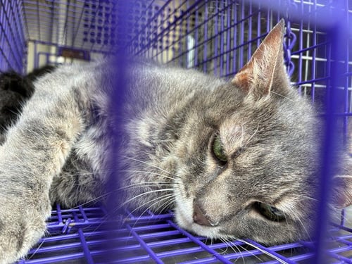 A479334 - Domestic Short Hair available for adoption