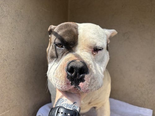 WILBUR - American Bulldog available for adoption