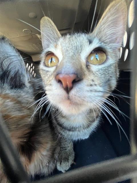 A469437 - Domestic Short Hair available for adoption