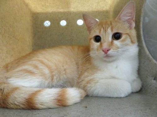 A474374 - Domestic Short Hair for adoption in Norman